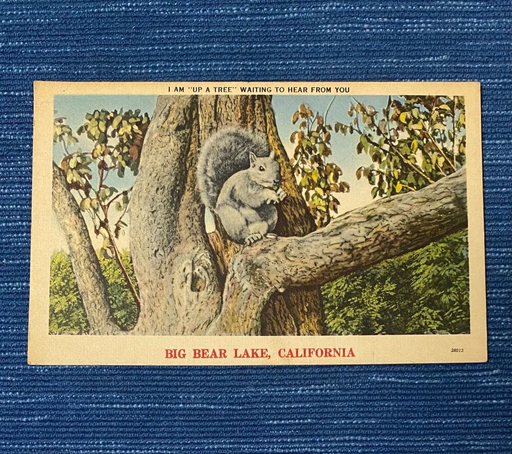 Vintage Big Bear Lake California Squirrel Up a Tree Postcard Unposted 39B